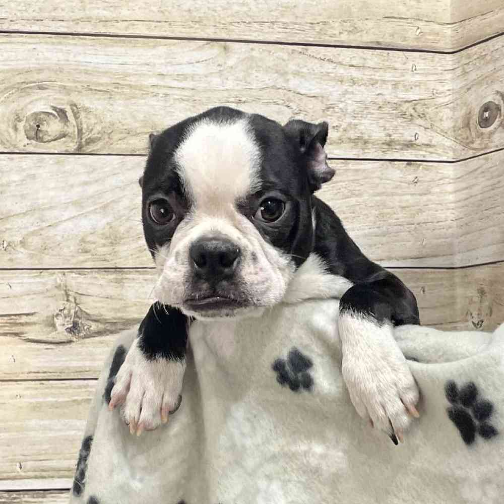 Male Boston Terrier Puppy for Sale in Saugus, MA