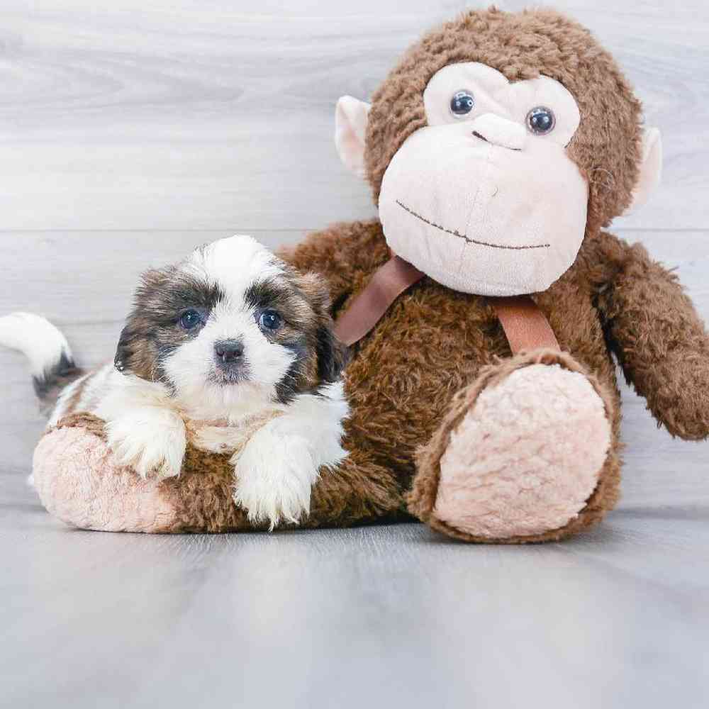 shih-tzu-emily-1502965083022781.jpg