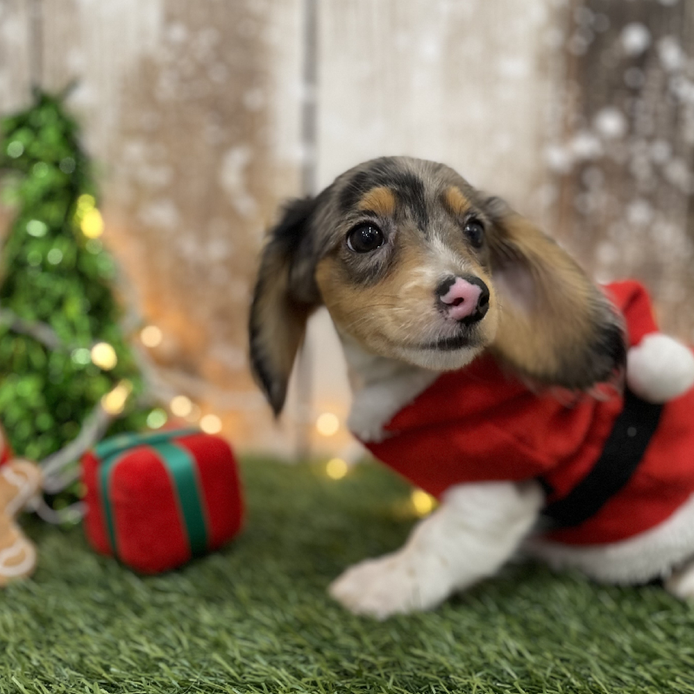 Male Dachshund Puppy for Sale in Braintree, MA