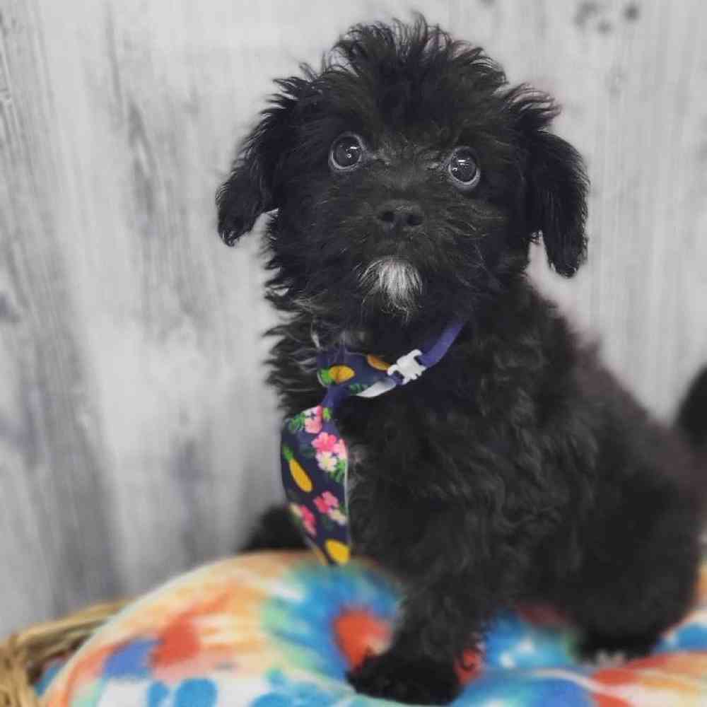 Male Papi-Poo Puppy for Sale in Braintree, MA