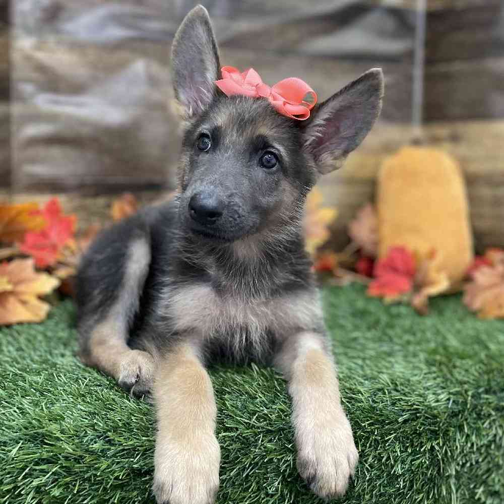 Female German Shepherd Dog Puppy for Sale in Braintree, MA