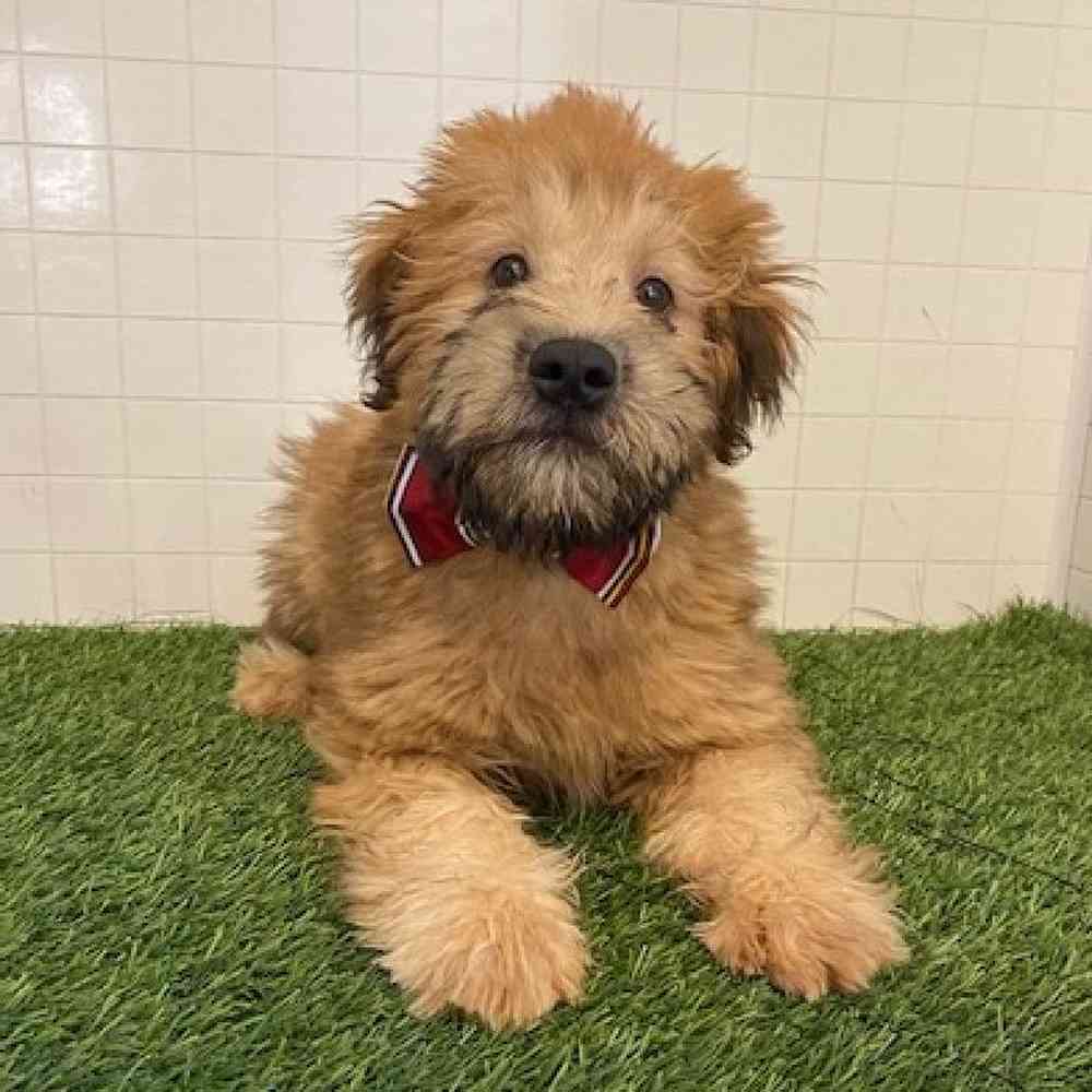 Male Soft Coated Wheaten Terrier Puppy for sale
