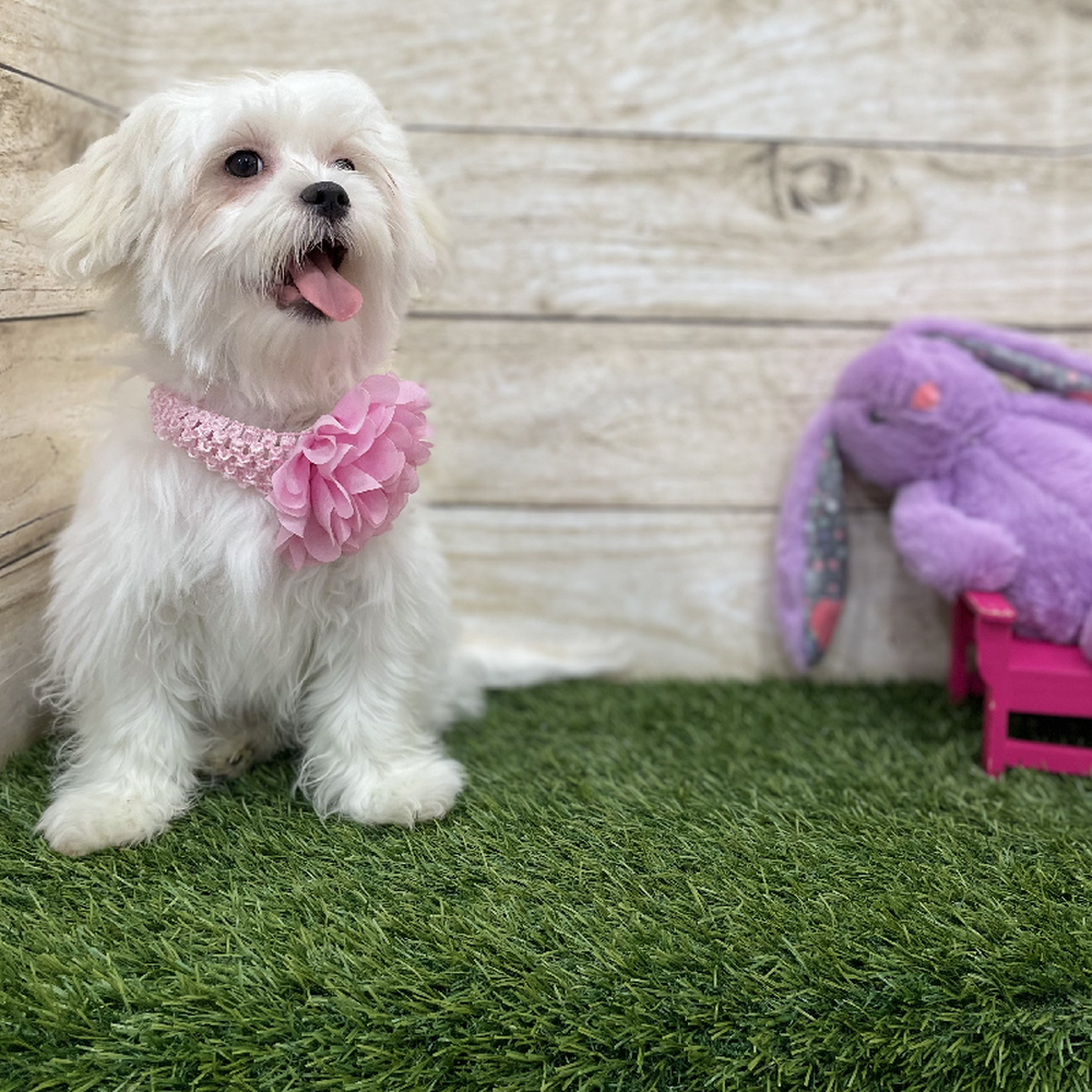 Female Malshi Puppy for Sale in Braintree, MA