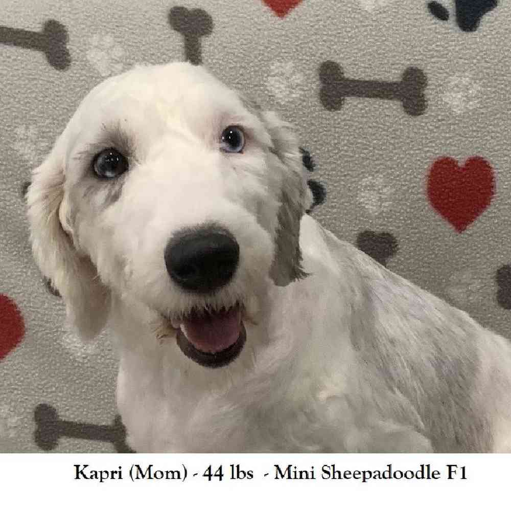 Male Mini Sheepadoodle 2nd Gen Puppy for Sale in Saugus, MA