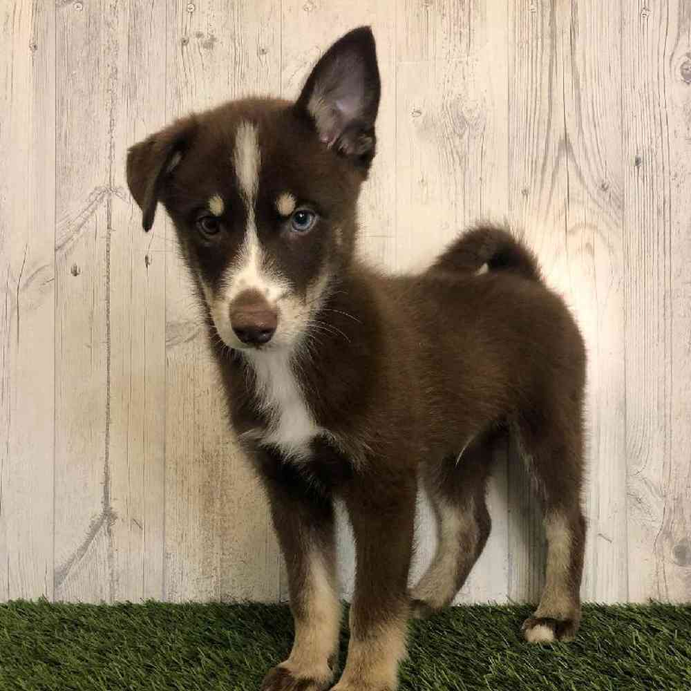 Male Pomsky Puppy for sale