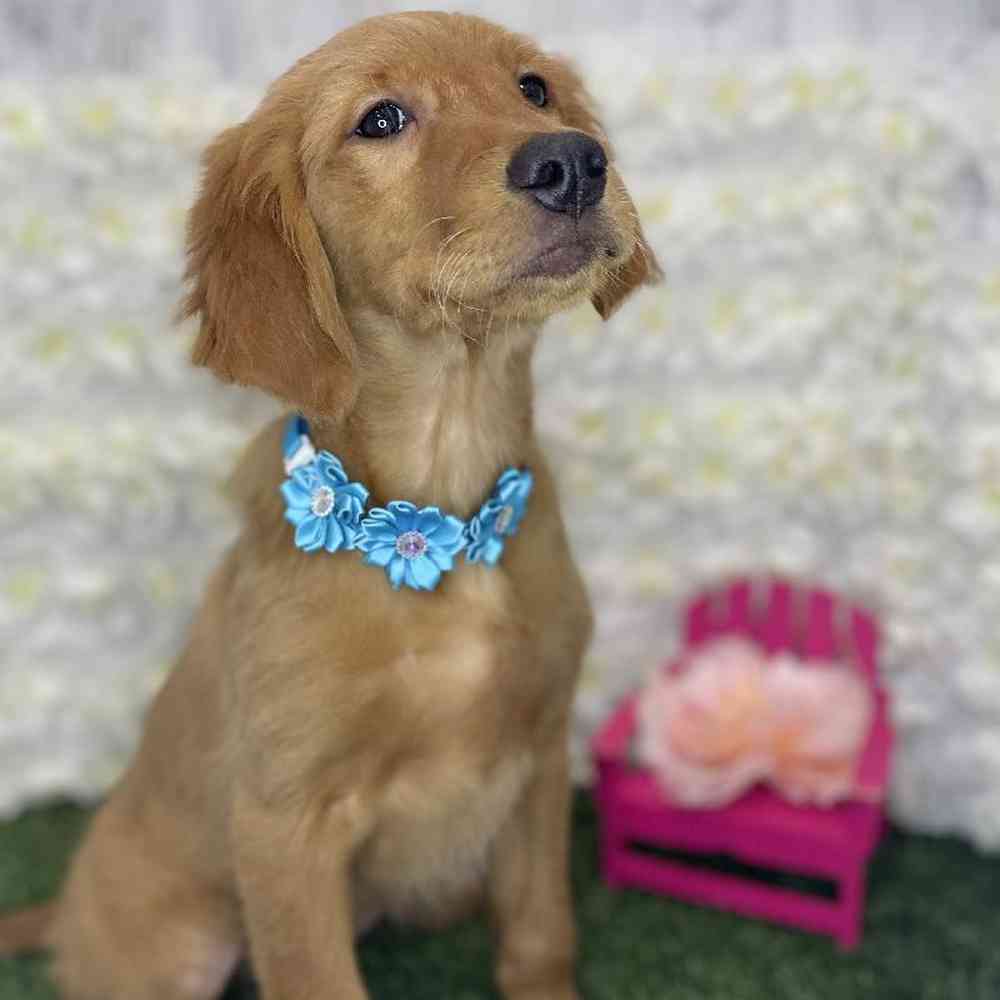 Female Golden Retriever Puppy for Sale in Braintree, MA