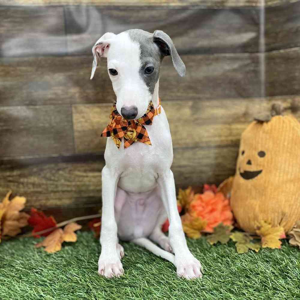 Male Italian Greyhound Puppy for Sale in Braintree, MA