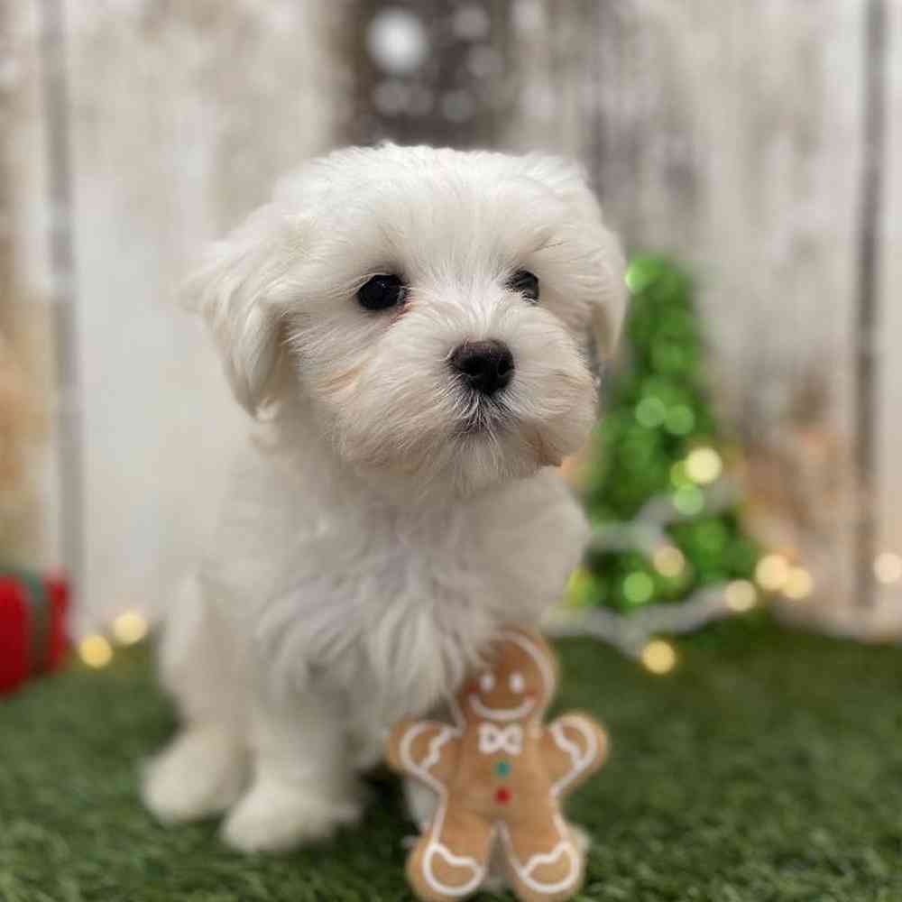 Male Maltese Puppy for Sale in Braintree, MA