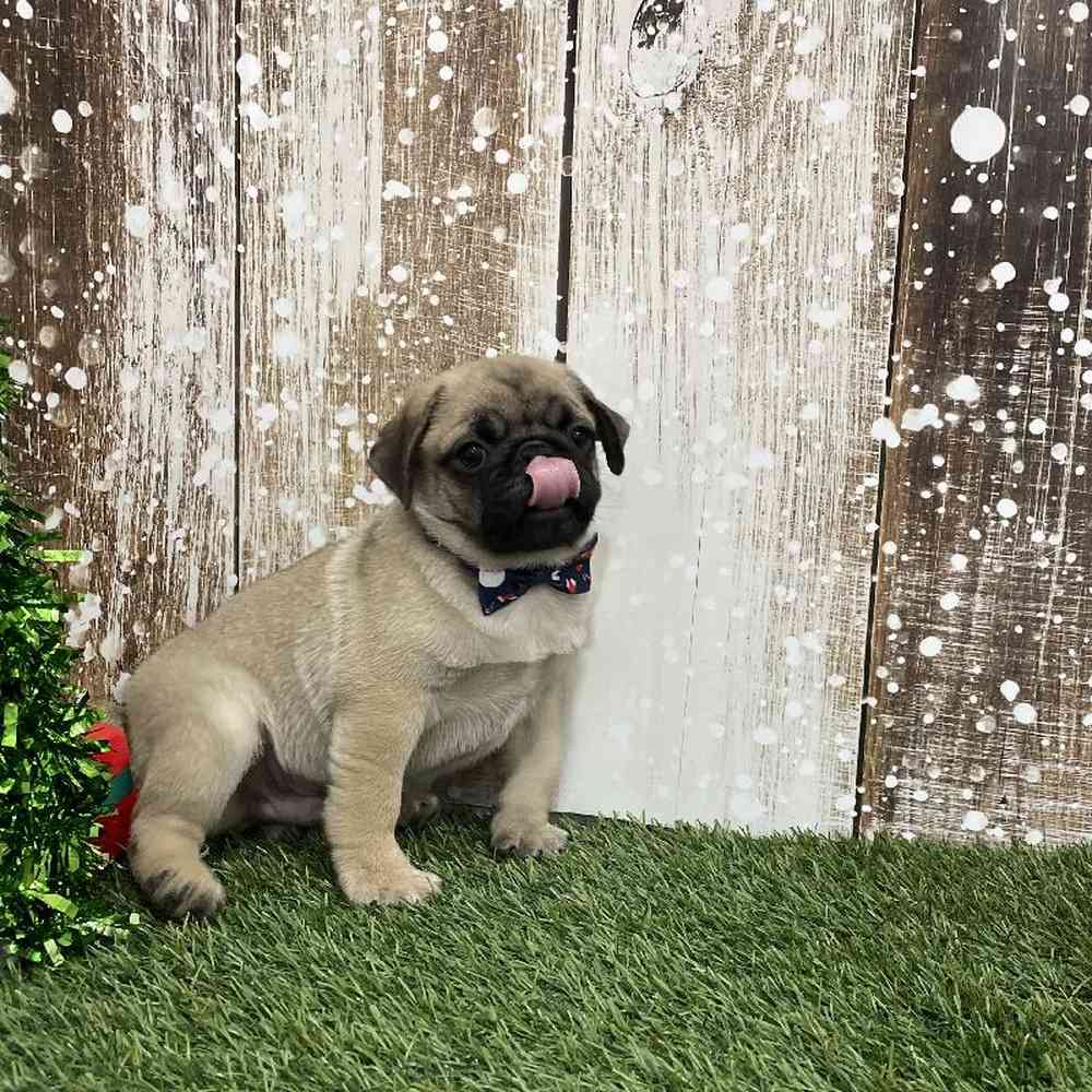 Male Pug Puppy for Sale in Braintree, MA
