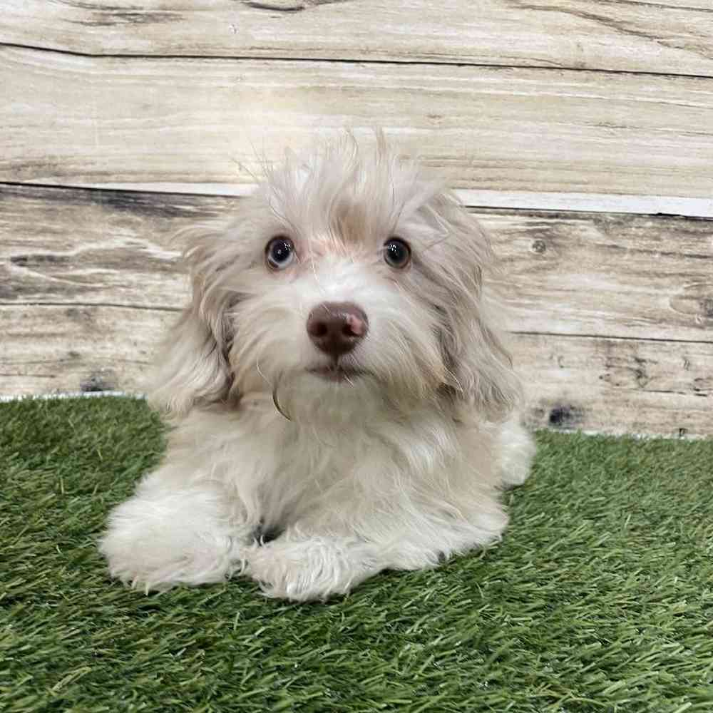 Male Havapoo Puppy for Sale in Saugus, MA