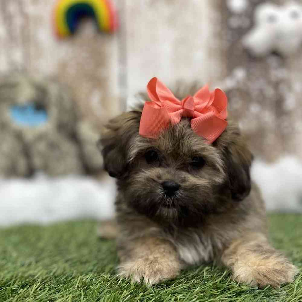 Female Lhasa Apso Puppy for Sale in Braintree, MA