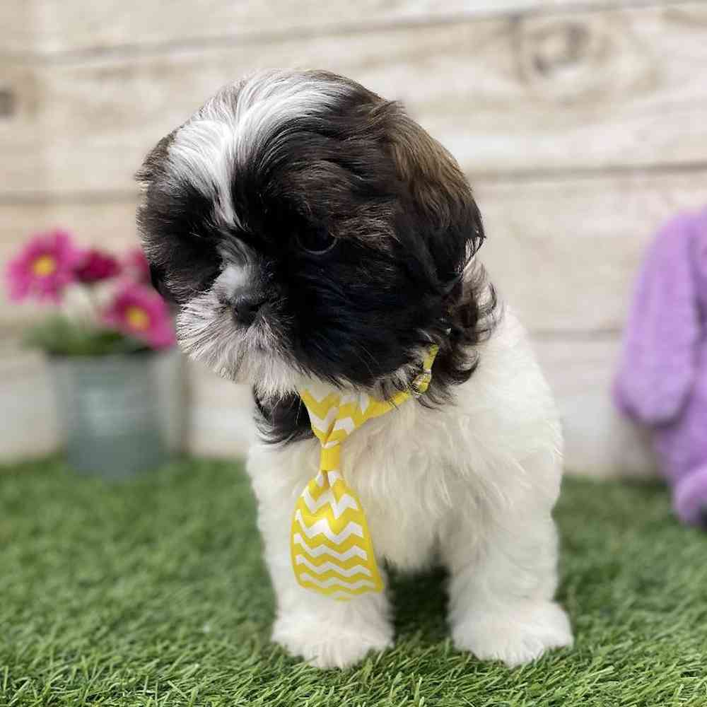 Male Shih Tzu Puppy for Sale in Braintree, MA