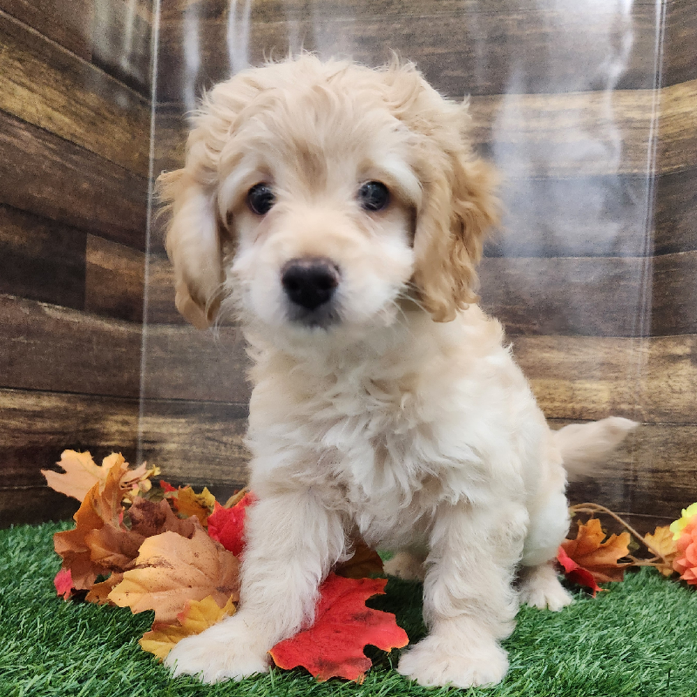 Male Cockapoo 2nd Gen Puppy for Sale in Braintree, MA