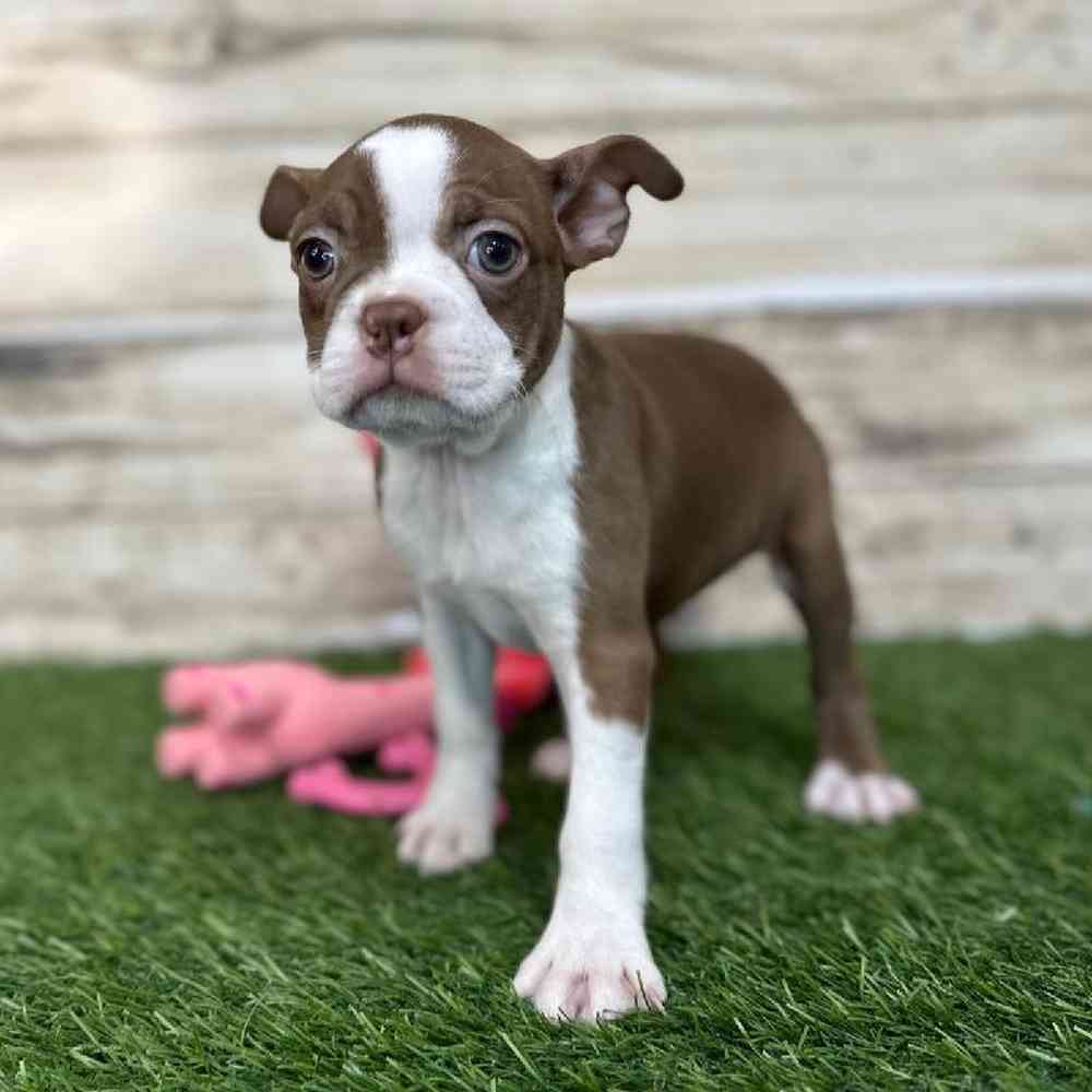 Female Boston Terrier Puppy for Sale in Saugus, MA