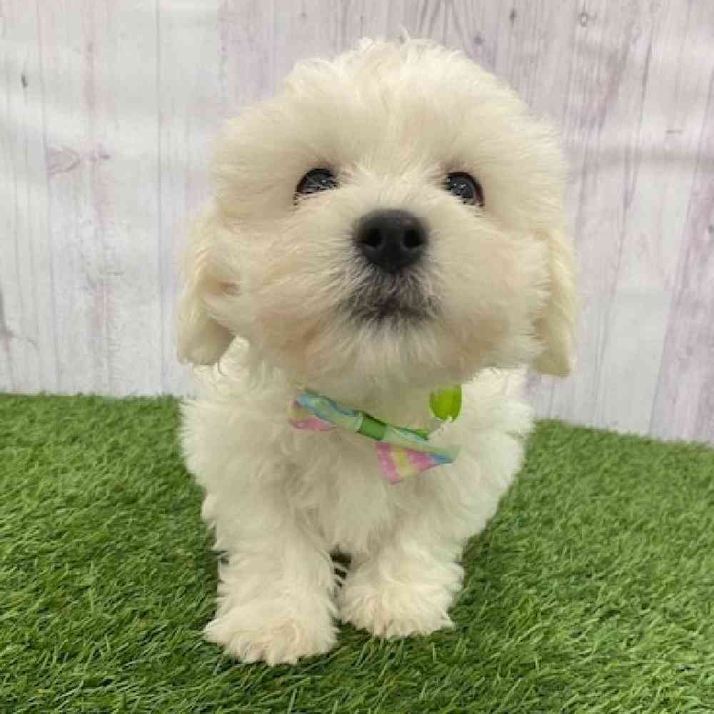 Male Teddy Bear (Zuchon) 2nd Gen Puppy for Sale in Braintree, MA
