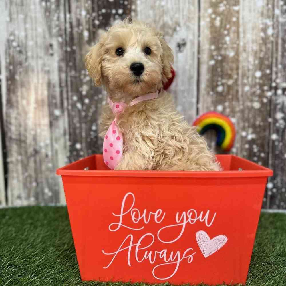 Male Schnoodle Puppy for Sale in Saugus, MA