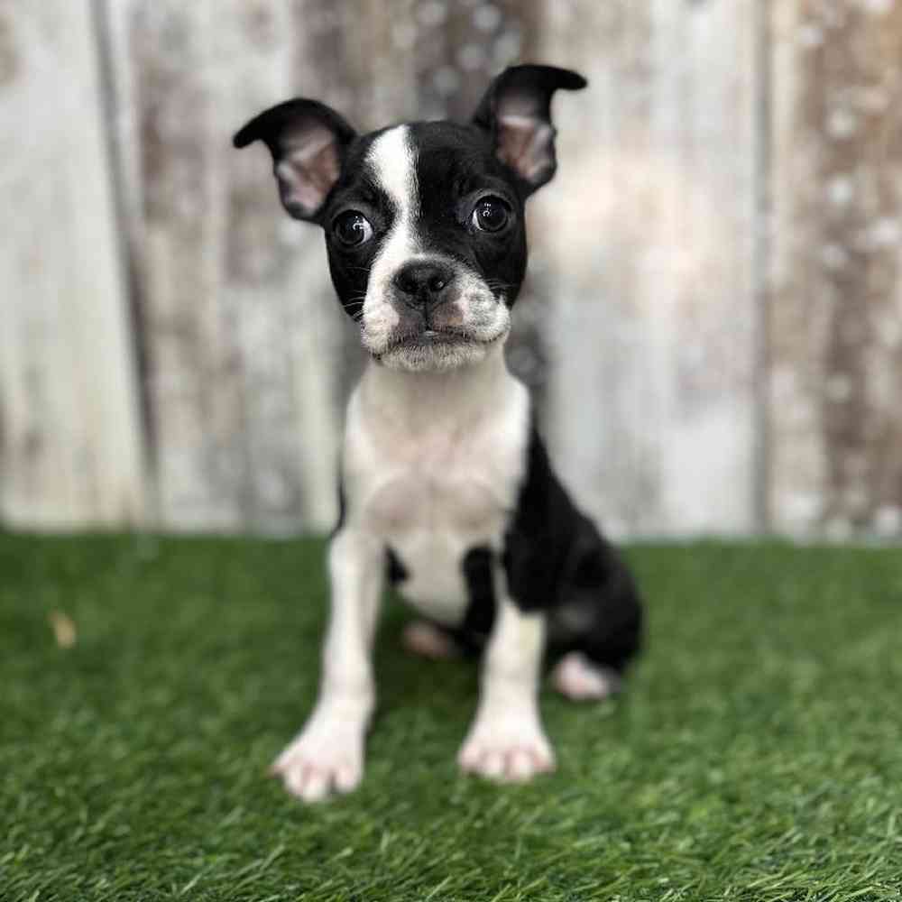 Boston Terrier For Sale Pet Express Saugus