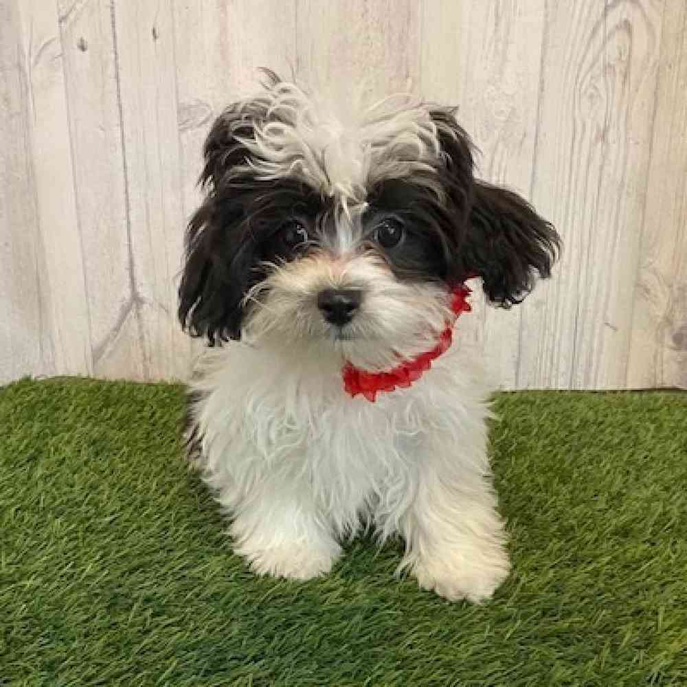 Female Shih-Poo Puppy for Sale in Saugus, MA
