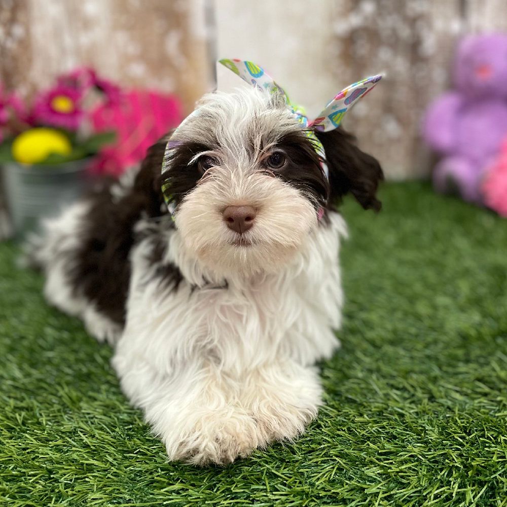Female Havanese Puppy for Sale in Braintree, MA