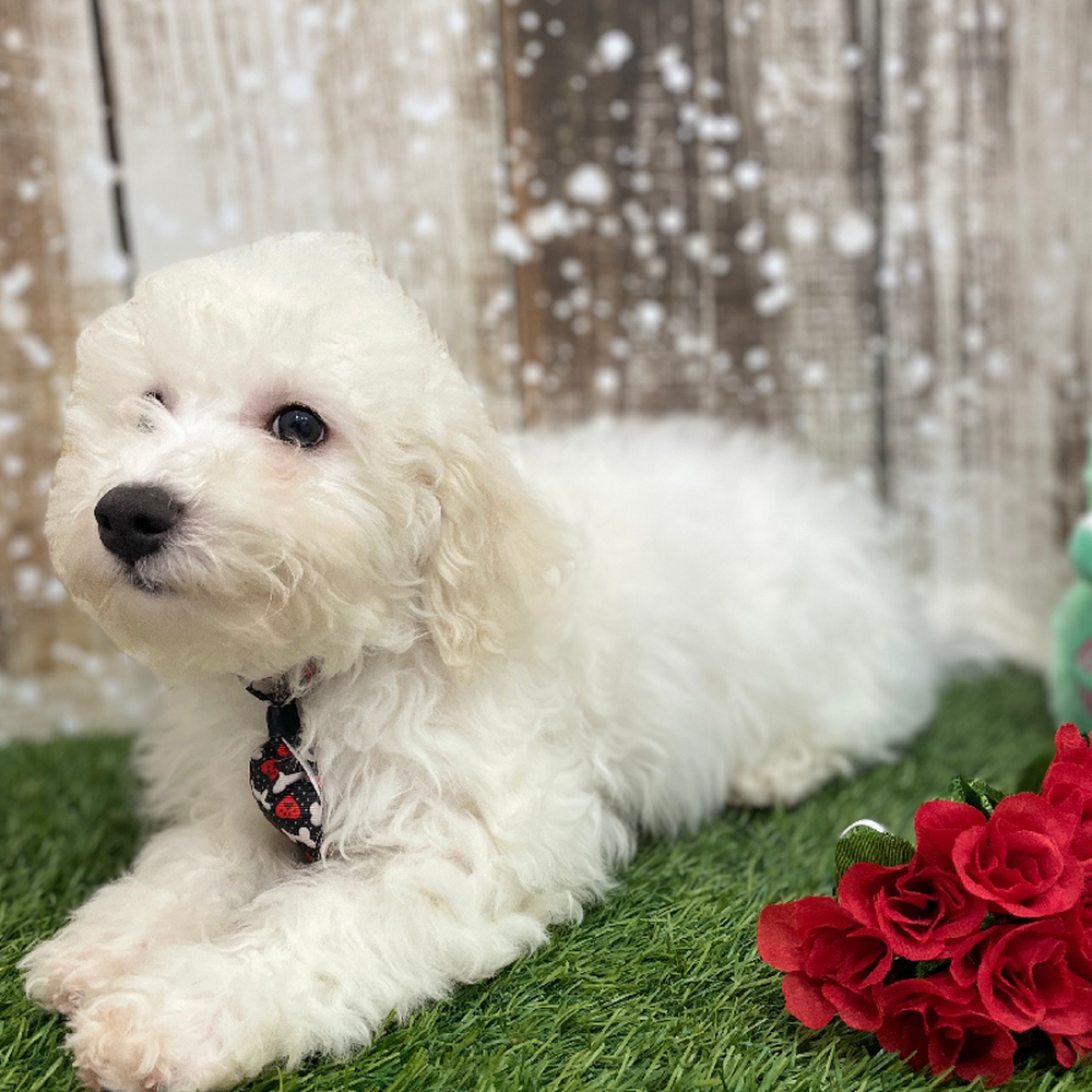 Male Bichon Frise Puppy for Sale in Braintree, MA