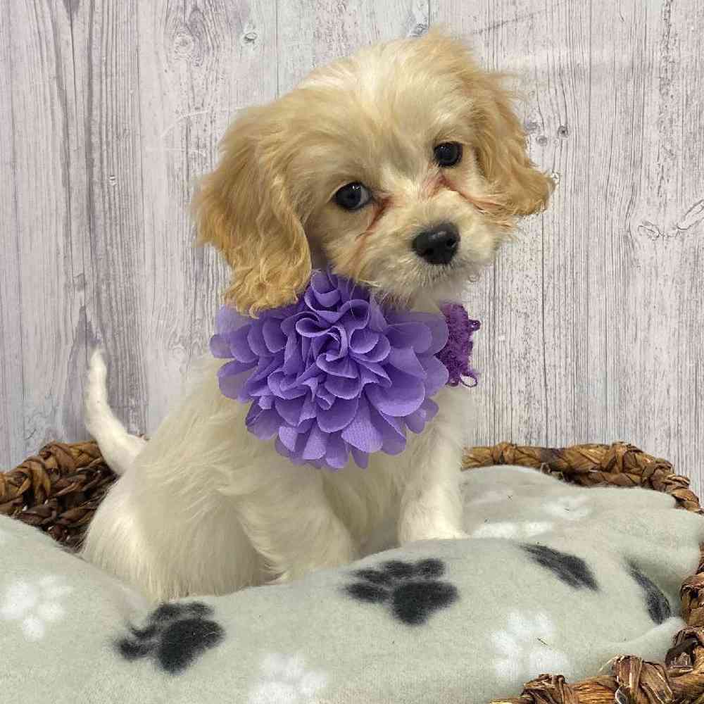 Female Cavachon Puppy for Sale in Saugus, MA