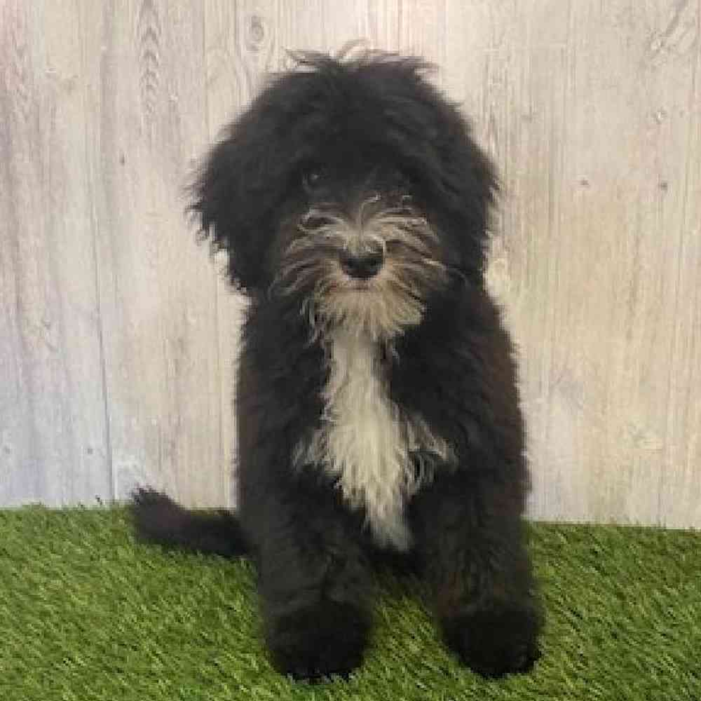 Mini Sheepadoodle image