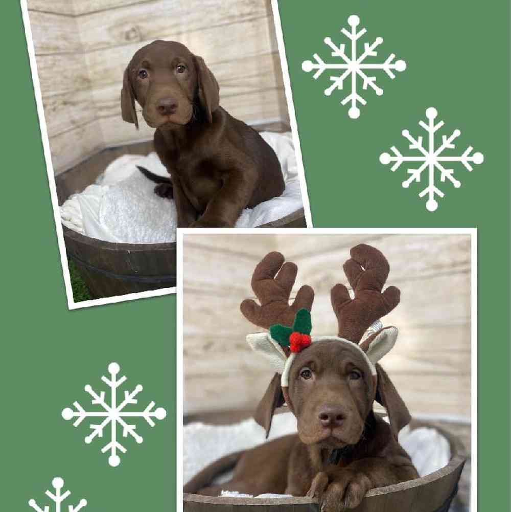Male Labrador Retriever Puppy for Sale in Saugus, MA