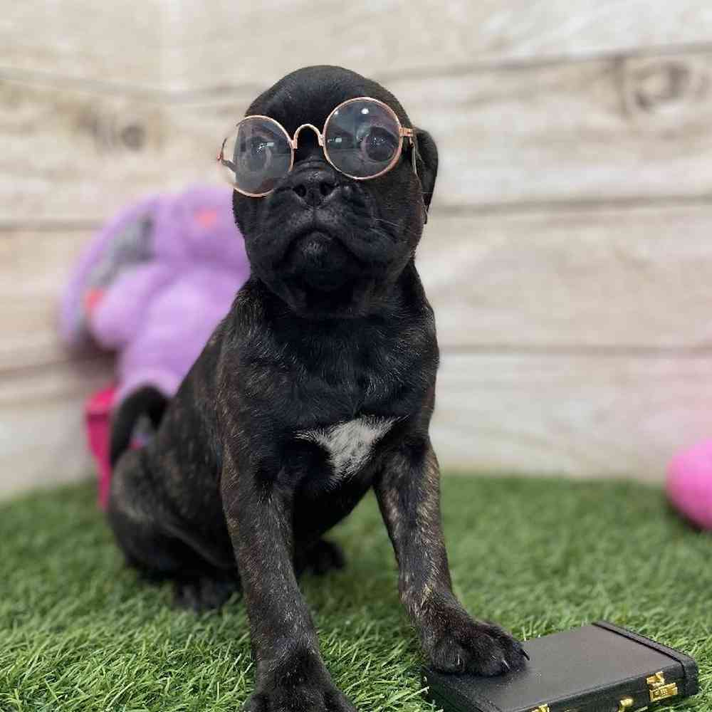 Female Bugg Puppy for Sale in Braintree, MA