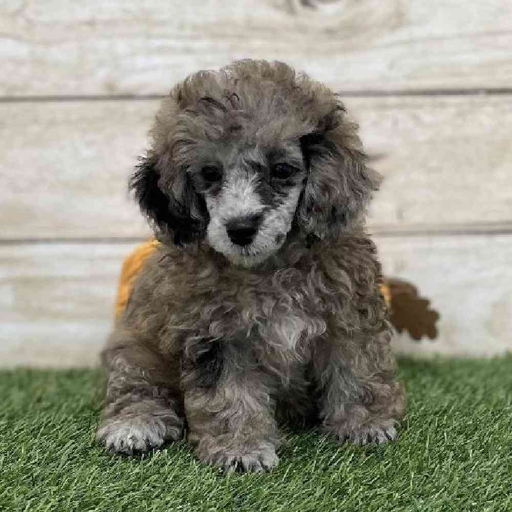 Female Poodle Toy Puppy for Sale in Braintree, MA