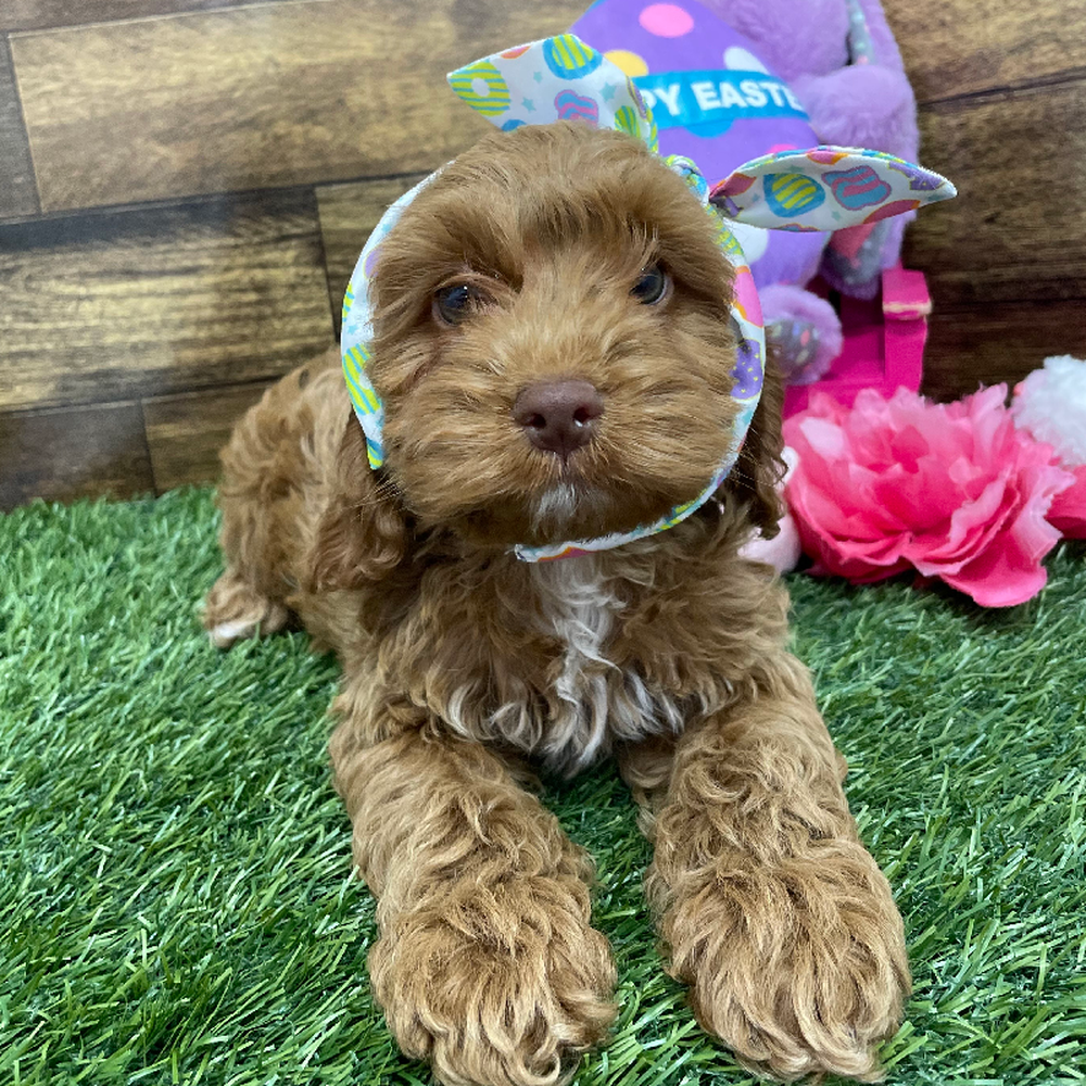 Female Cockapoo Puppy for Sale in Braintree, MA