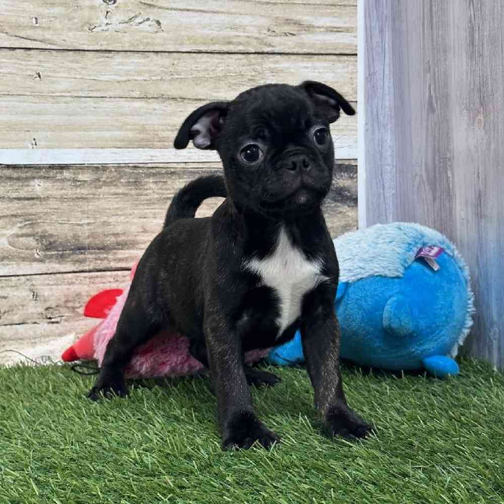 Female Bugg Puppy for Sale in Saugus, MA
