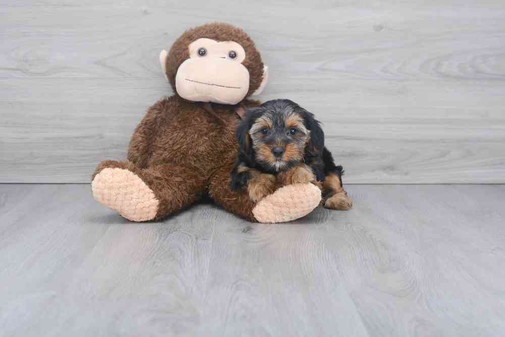 yorkshire-terrier-timmy-392176512186491.jpg