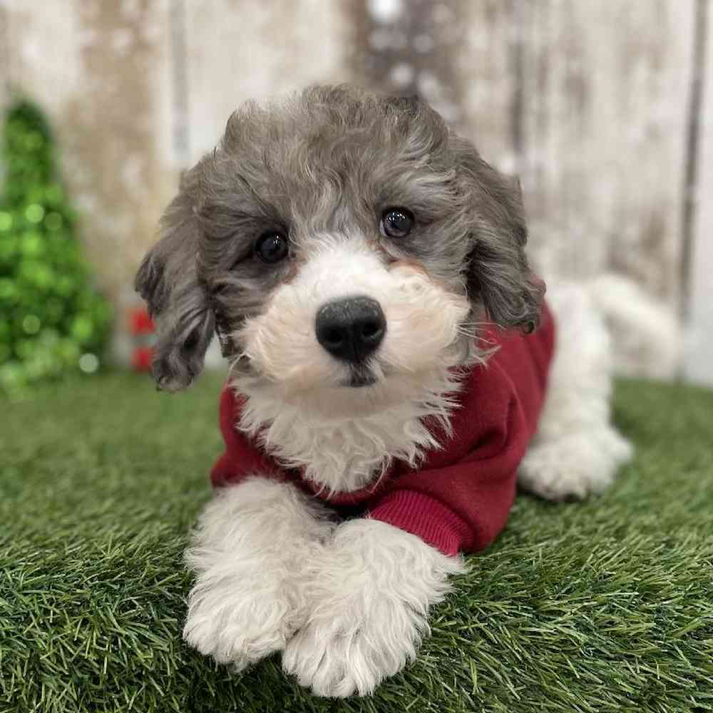 Male Cavachon Puppy for Sale in Braintree, MA
