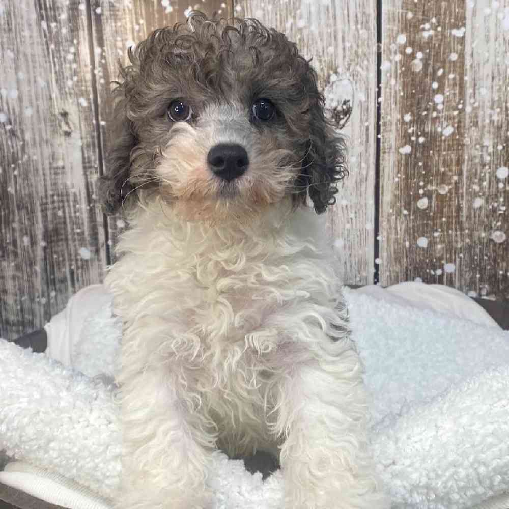 Male Cavachon Puppy for Sale in Saugus, MA