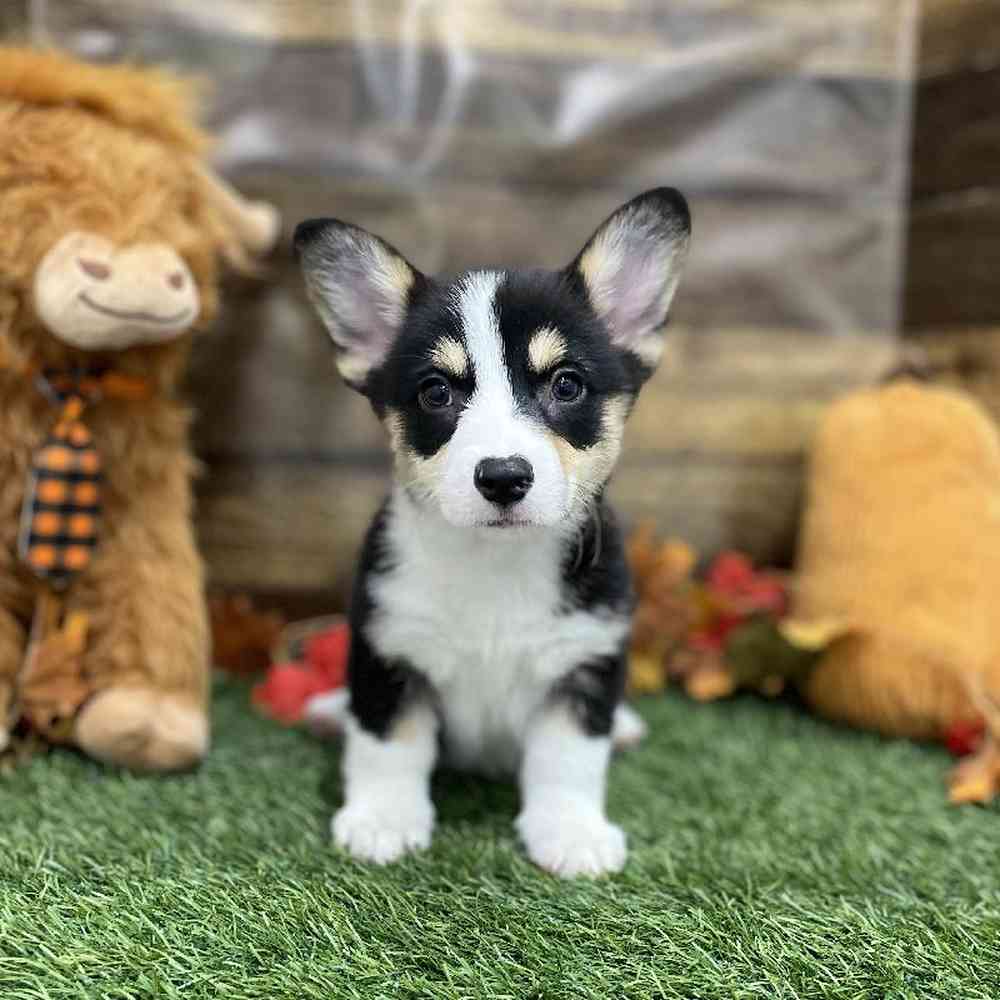 Female Pembroke Welsh Corgi Puppy for Sale in Braintree, MA