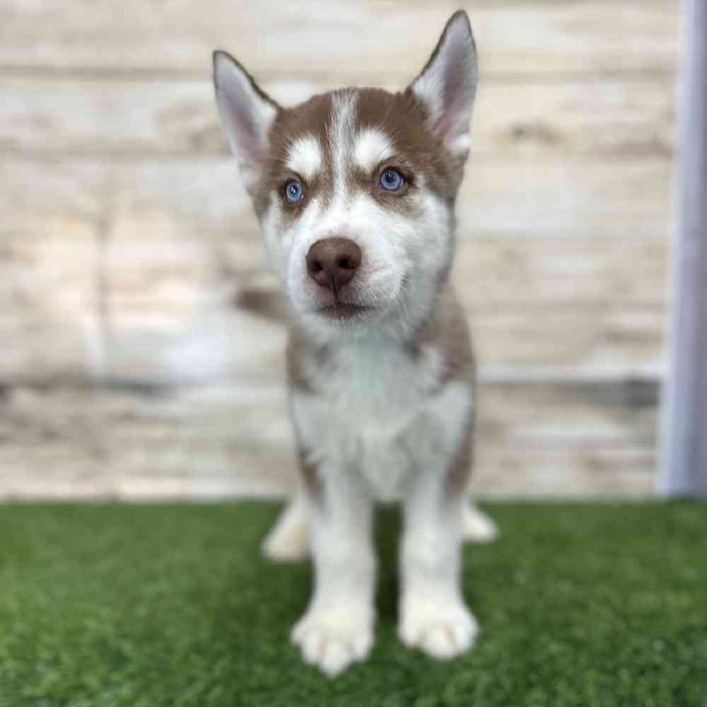 Male Siberian Husky Puppy for Sale in Braintree, MA
