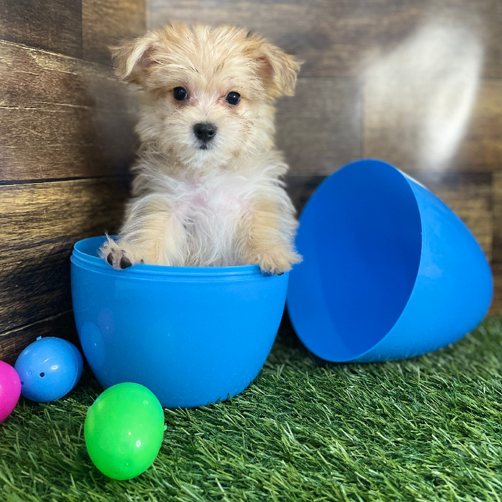 Male Morkie Puppy for Sale in Braintree, MA