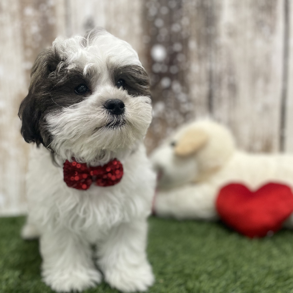 Male Teddy Bear (Zuchon) Puppy for Sale in Braintree, MA