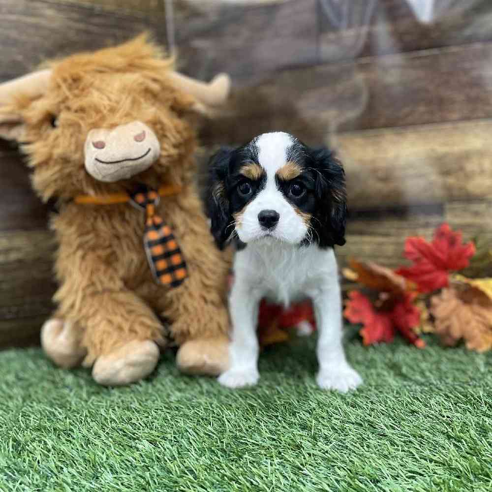 Male Cavalier King Charles Spaniel Puppy for Sale in Braintree, MA