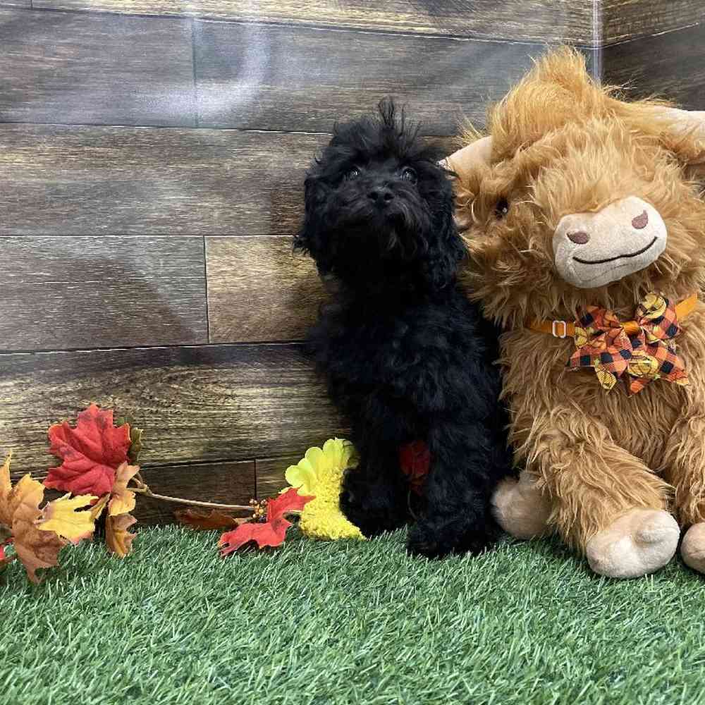 Female Cockapoo 2nd Gen Puppy for Sale in Braintree, MA