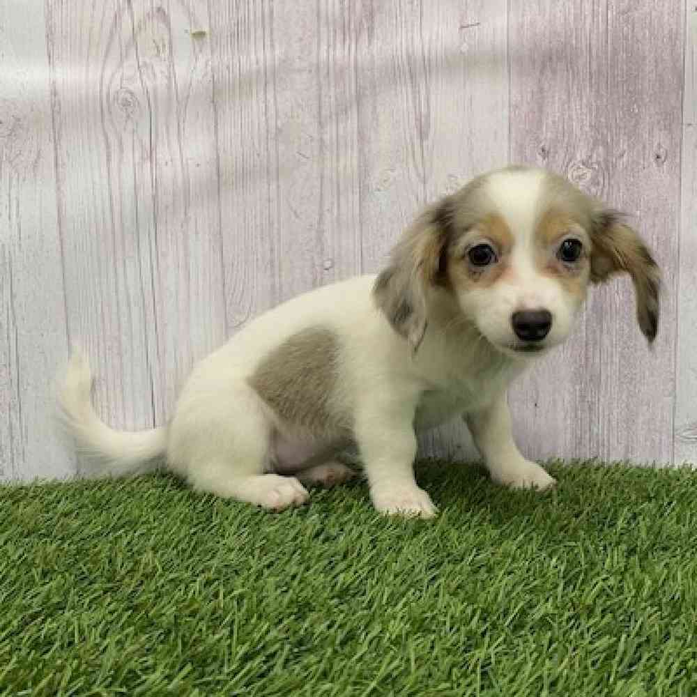 Female Chiweenie Puppy for Sale in Braintree, MA