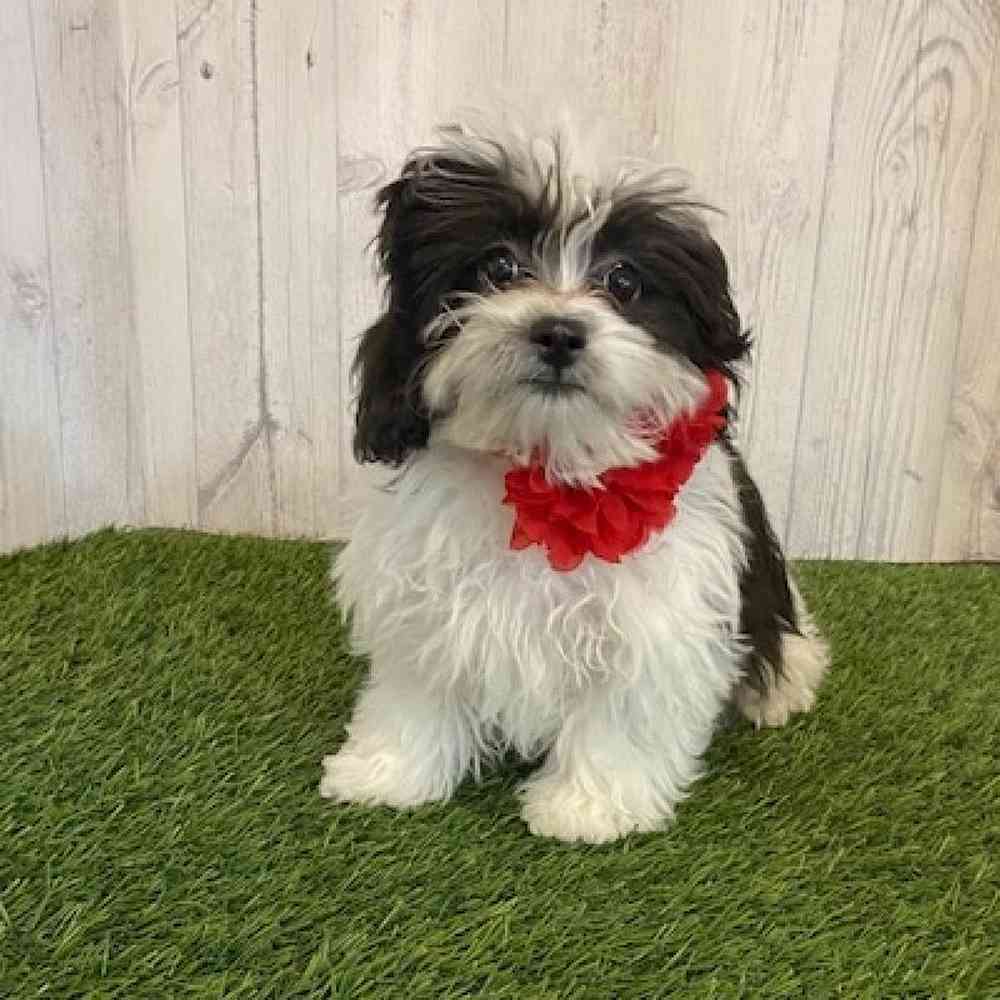 Female Shih-Poo Puppy for Sale in Saugus, MA