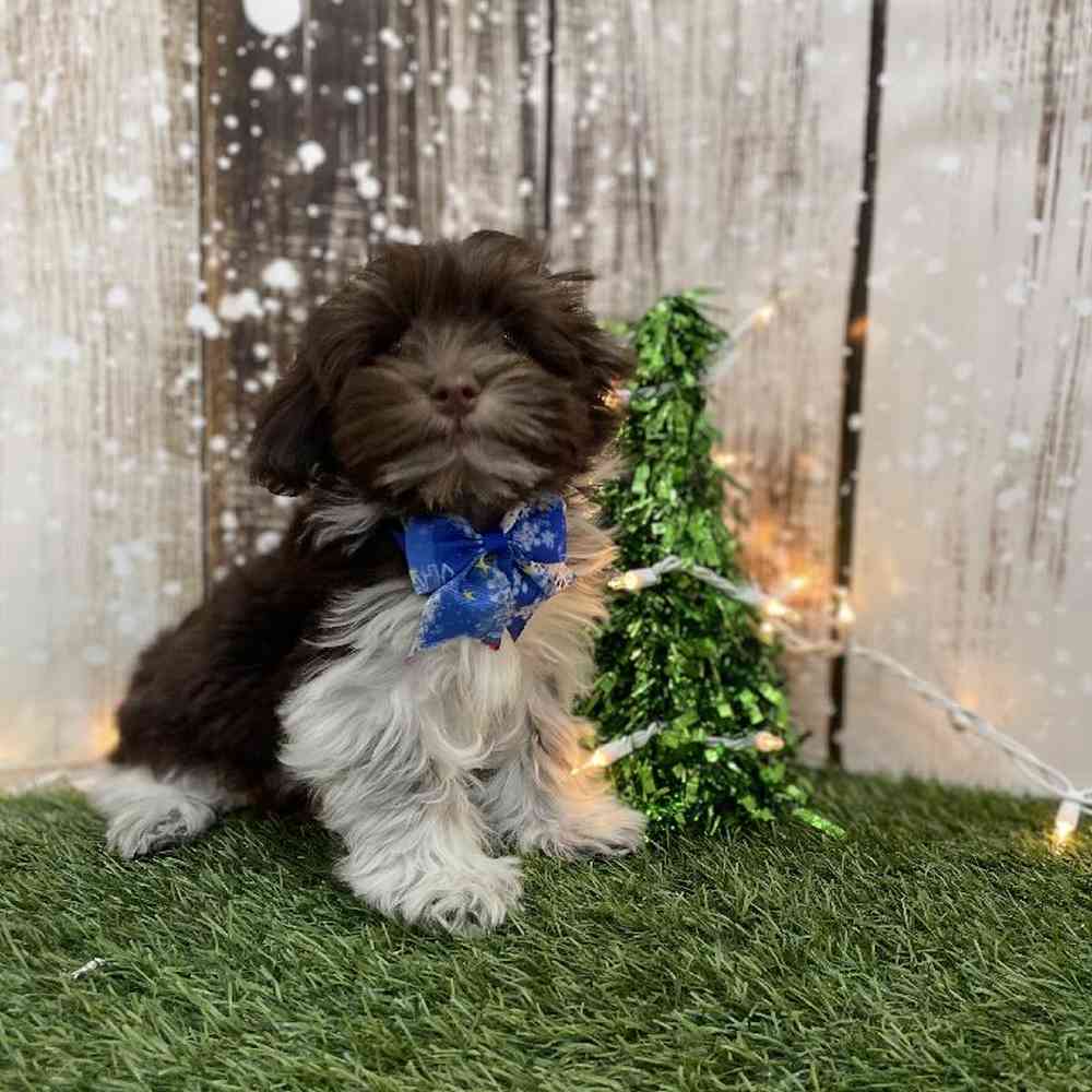 Male Havanese Puppy for Sale in Braintree, MA