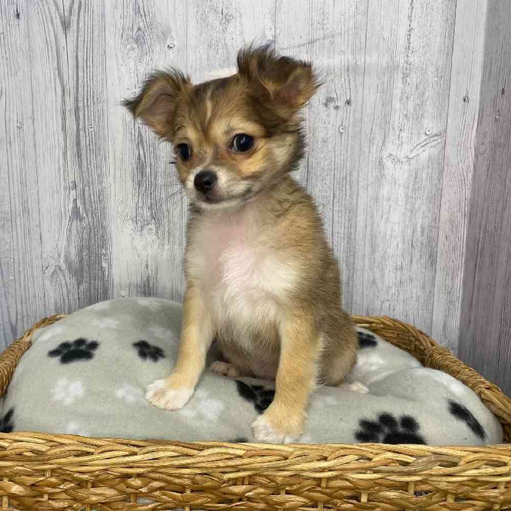 Male Chihuahua Puppy for Sale in Saugus, MA