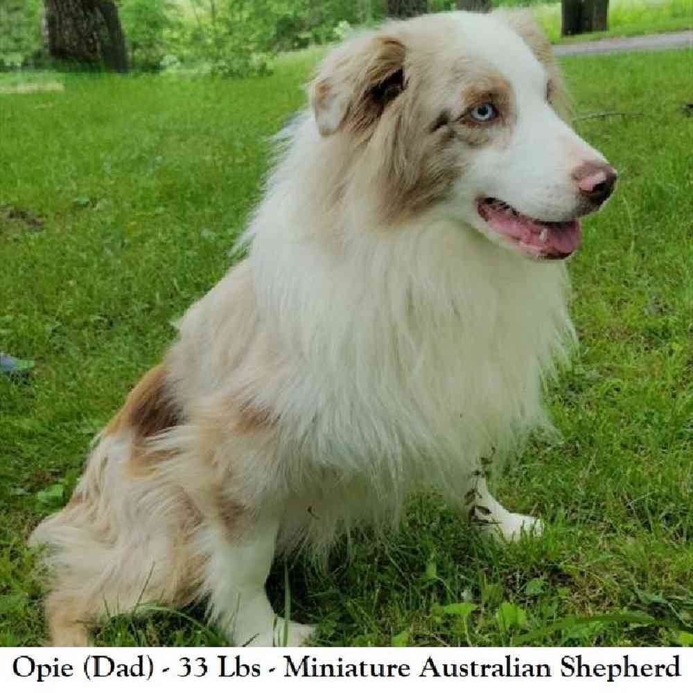 Male Miniature Australian Shepherd Puppy for Sale in Braintree, MA