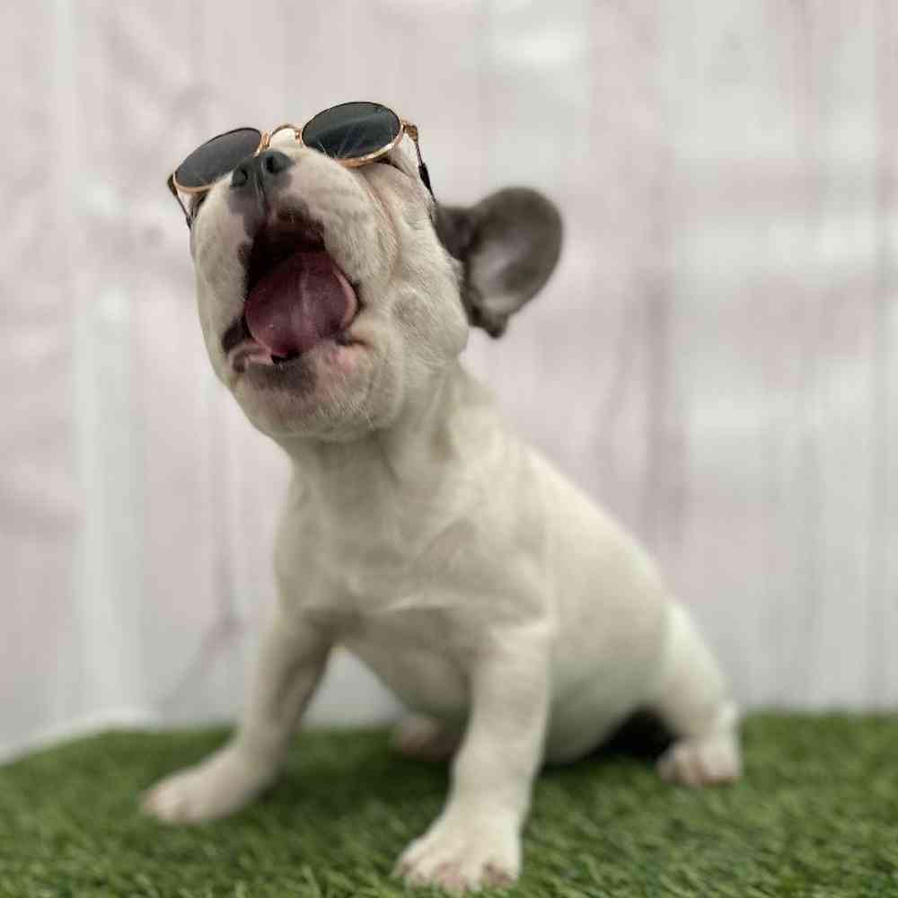 Male French Bulldog Puppy for Sale in Braintree, MA