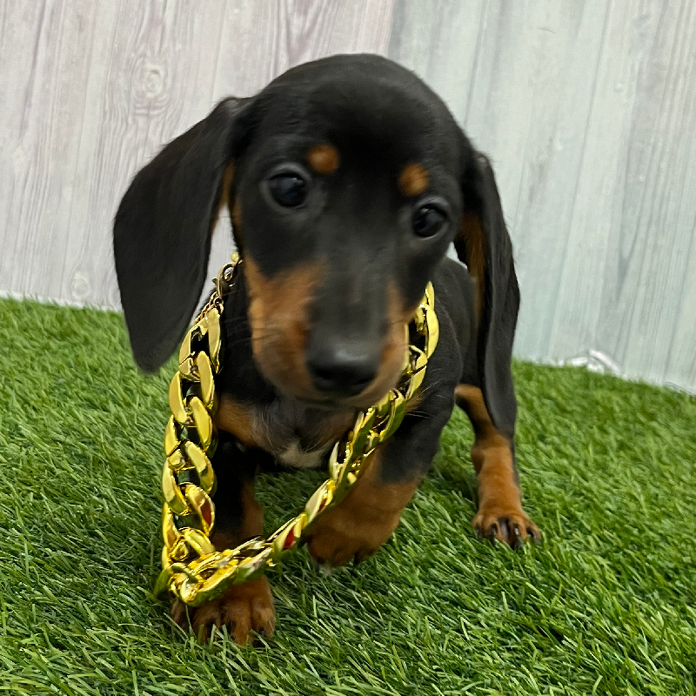 Female Dachshund Puppy for Sale in Braintree, MA