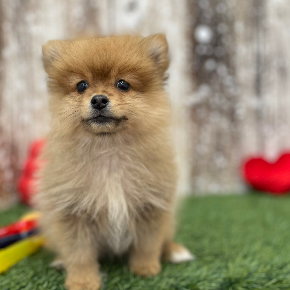 Female Pomeranian Puppy for Sale in Braintree, MA