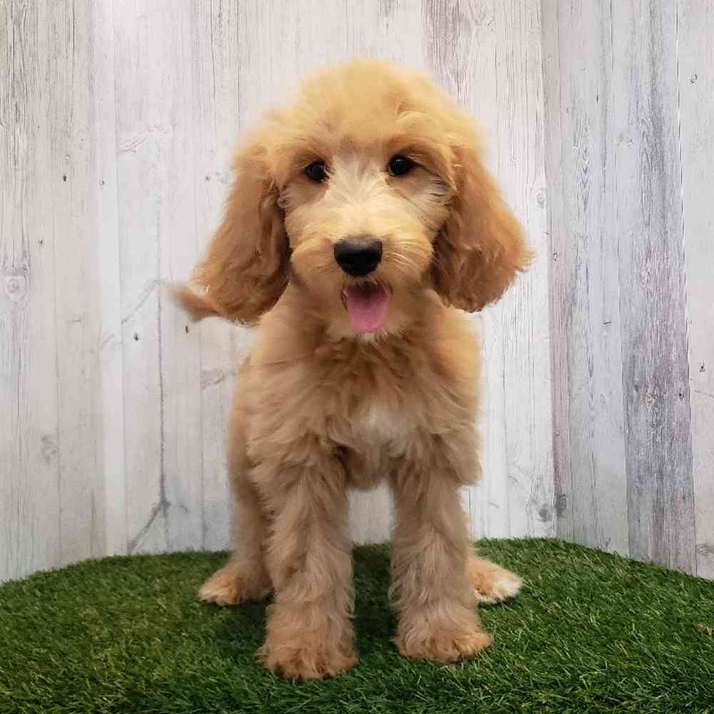 Female Goldendoodle Puppy for sale