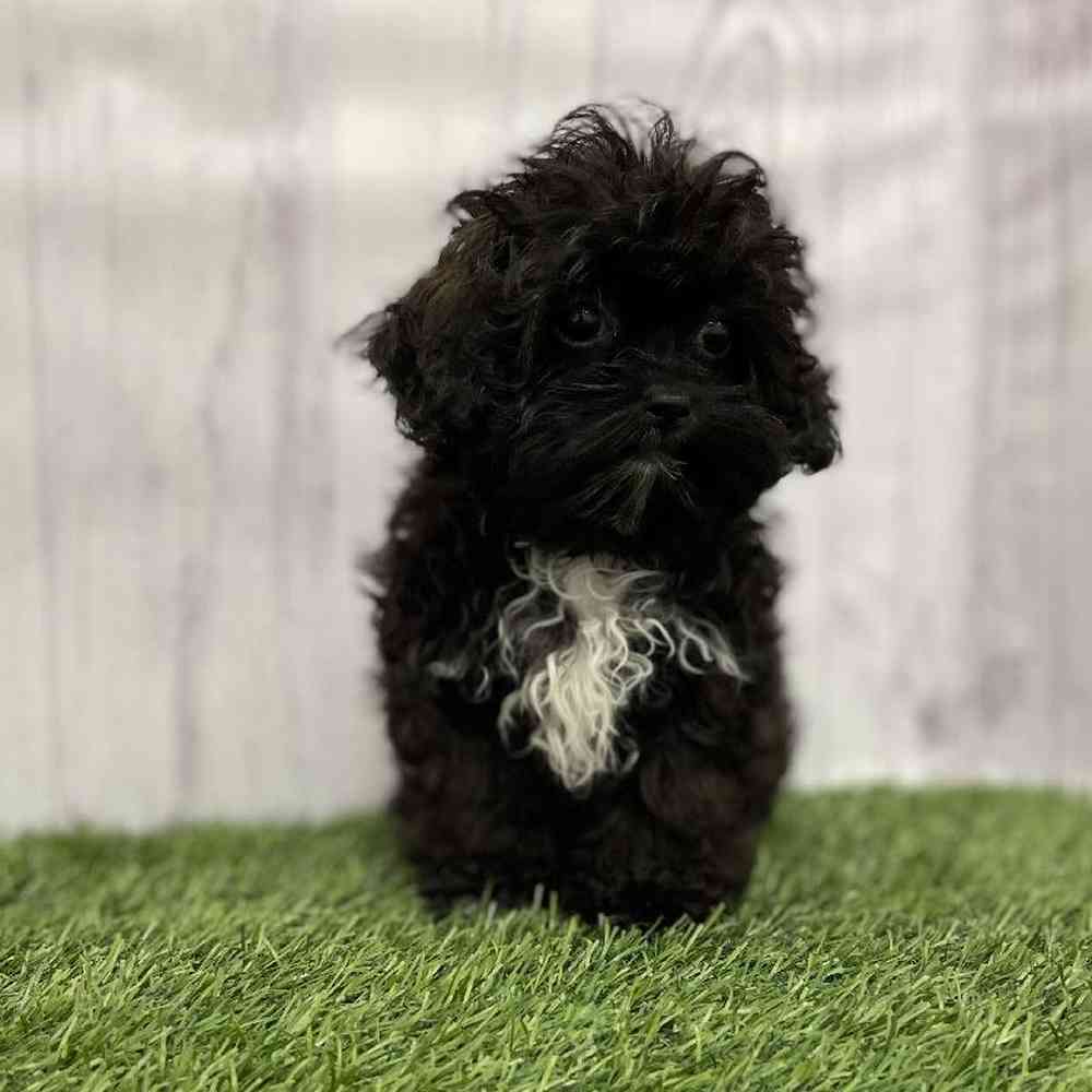 Male Shih-Poo Puppy for Sale in Braintree, MA